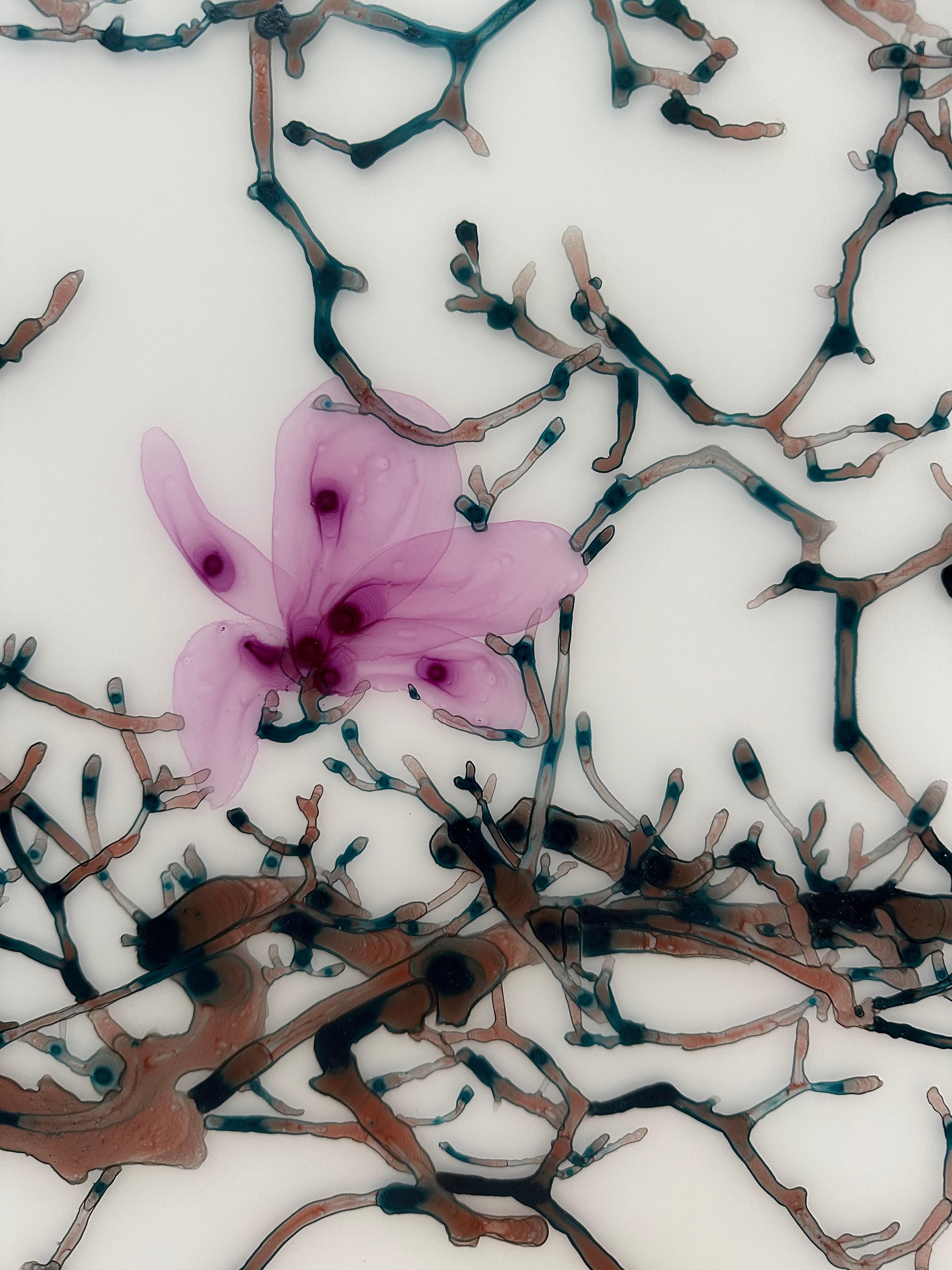 Magnolia tardif, fleurs roses, branches d'arbre de bourgogne brunes Botanique en vente 3