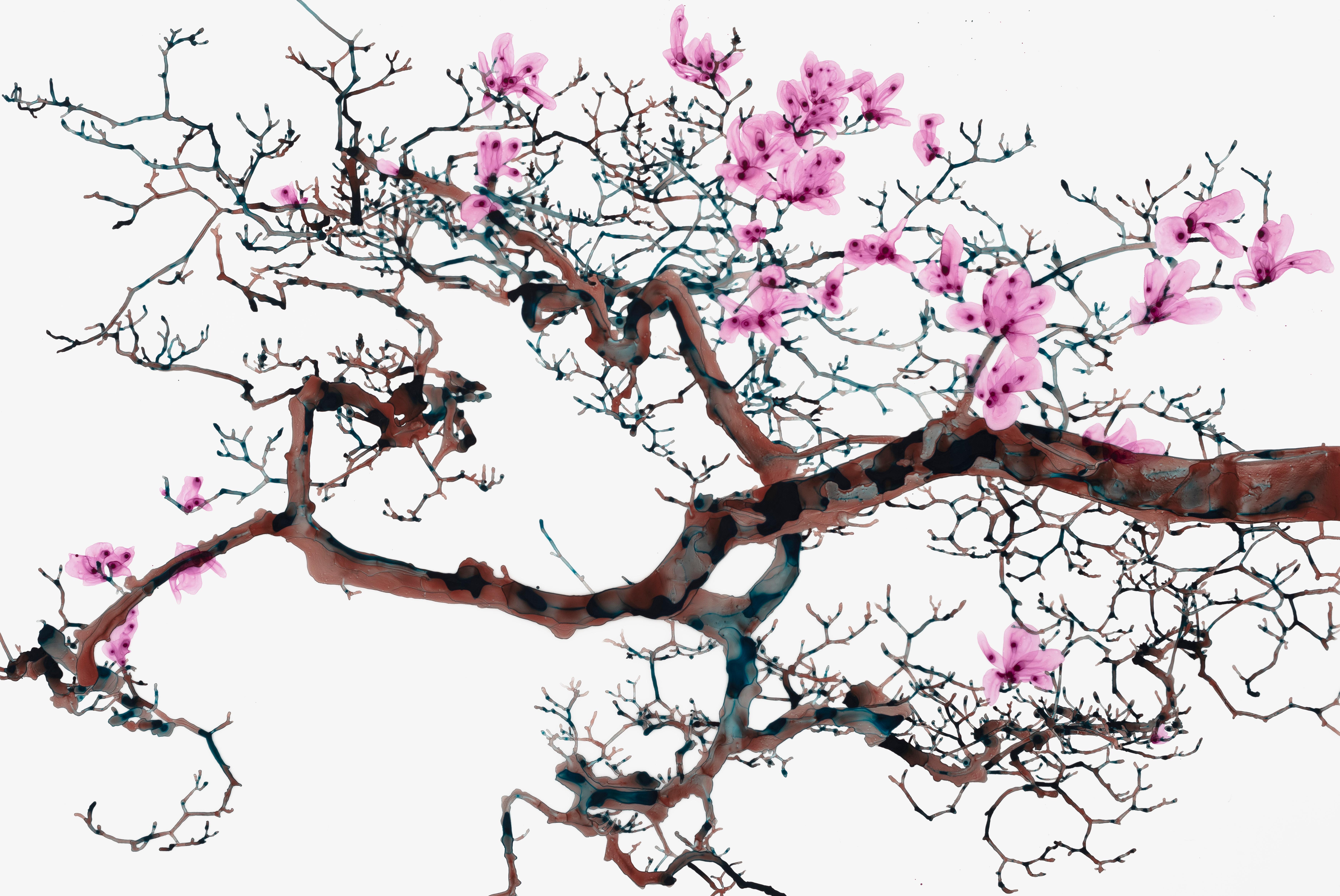 Late Magnolia Blossom, Pink Flowers Brown Burngundy Tree Branches Botanical