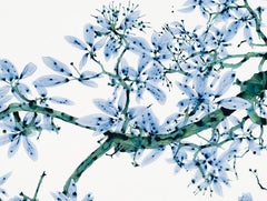 Perse Cs2, Sky Blue, Dark Green, Teal Botanical Tree Painting On Mylar