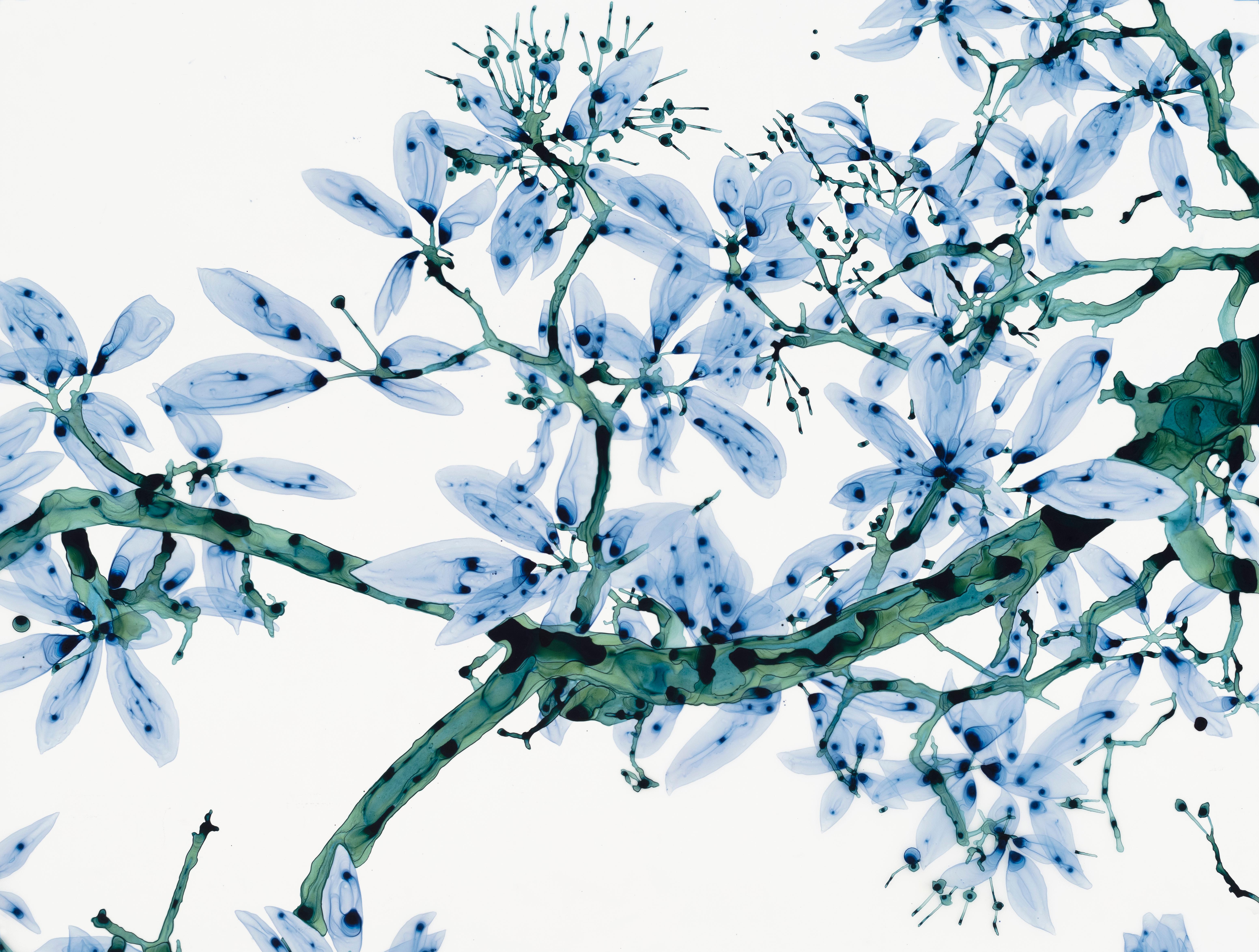 Perse Cs2 - Albero botanico blu scuro Greene & Greene Teal dipinto in Mylar bianco, 2023