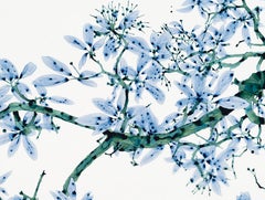 Perse Cs2 - Sky Blue Dark Green Teal Botanical Tree Painting White Mylar, 2023