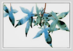 Small Deep Breath, Horizontal Botanical Painting on Mylar, Teal Blue Green Brown