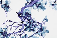 violet myler Sotto Voce, Blue, Violet, Dark Purple Botanical Tree Painting on White Mylar