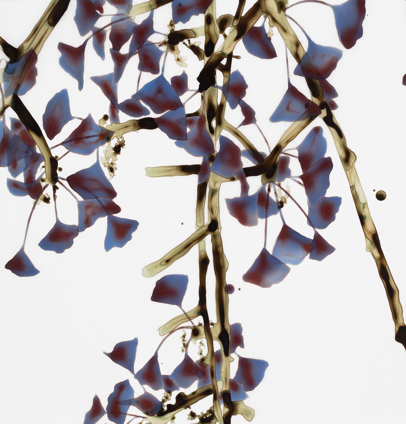 Gingko leaves in deep hues of brown, dark purple and blue on delicate golden brown branches are striking against the pristine white background of this painting in acrylic on Mylar.

The last image shows the translucency of the Mylar material prior
