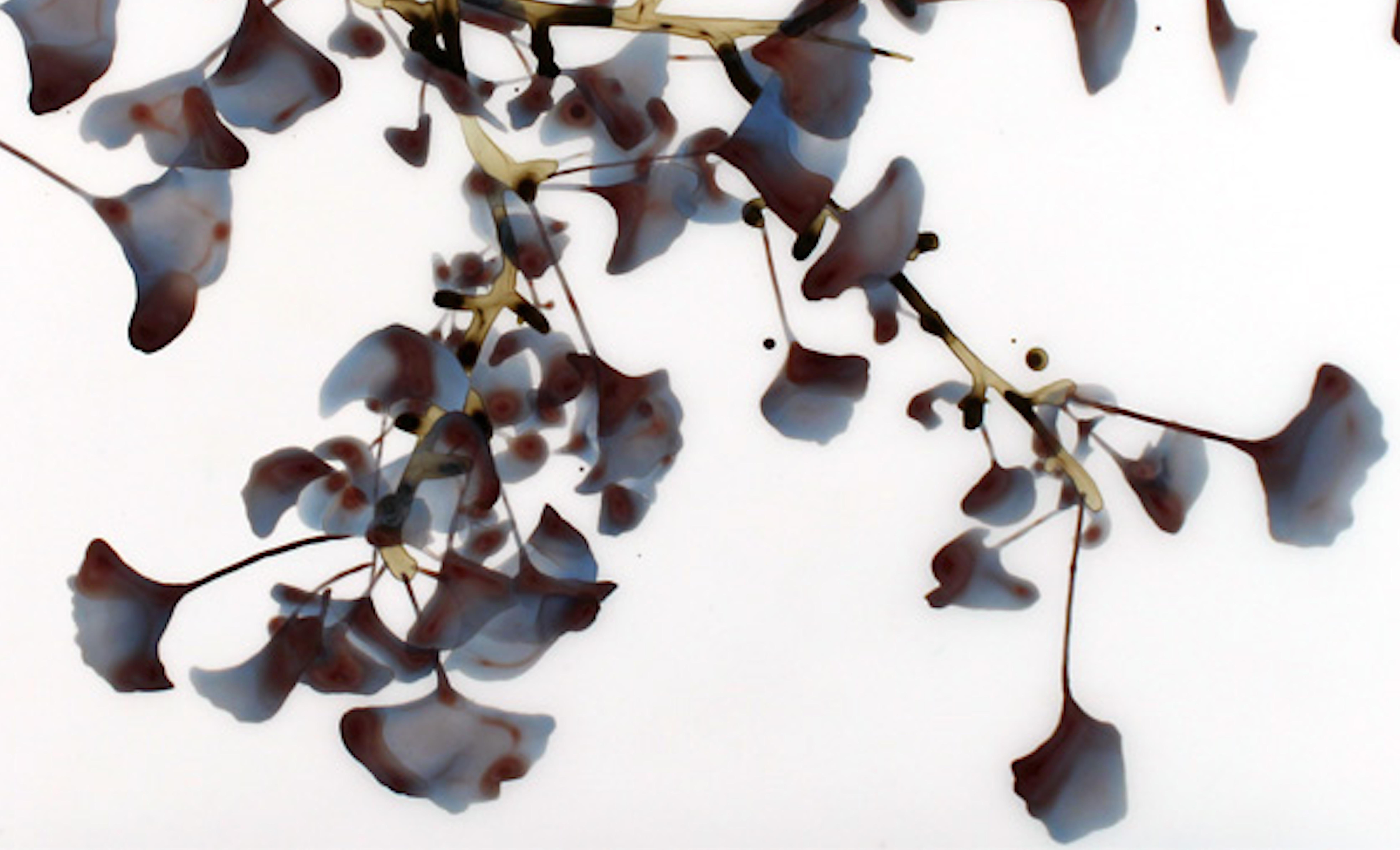 Gingko leaves in brown and blue on delicate light brown and olive branches are striking against the pristine white background of this horizontal painting in acrylic on Mylar.

Battenfield's works on Mylar require mounting and bracing prior to