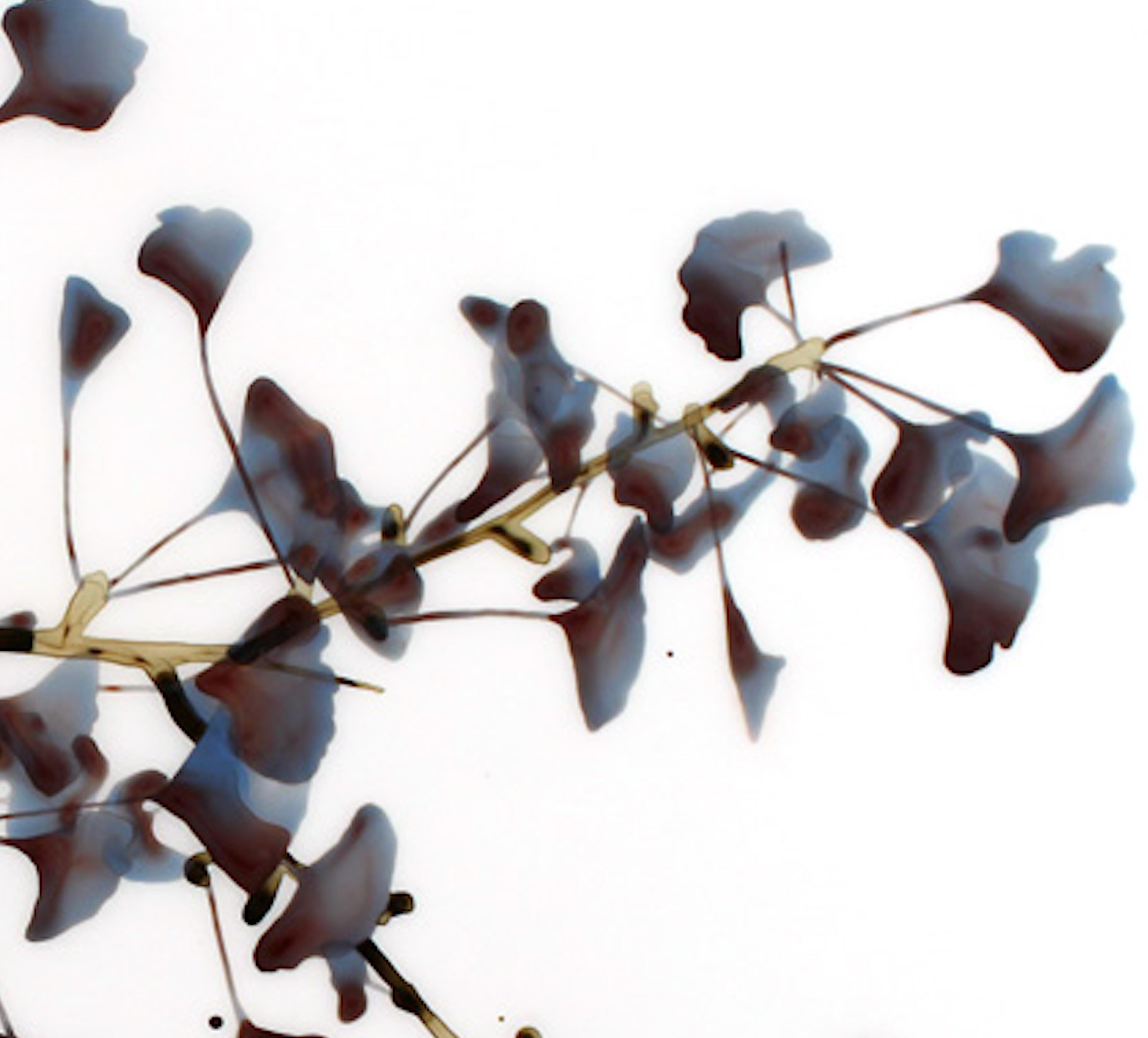 Velvet Shadows Cs3, Horizontal Botanical Painting on Mylar in Blue, Gray, Olive 2