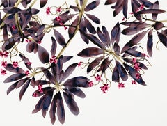Whirligig Cs3, Dark Eggplant, Pink, Brown Botanical Frangipani Tree Branches