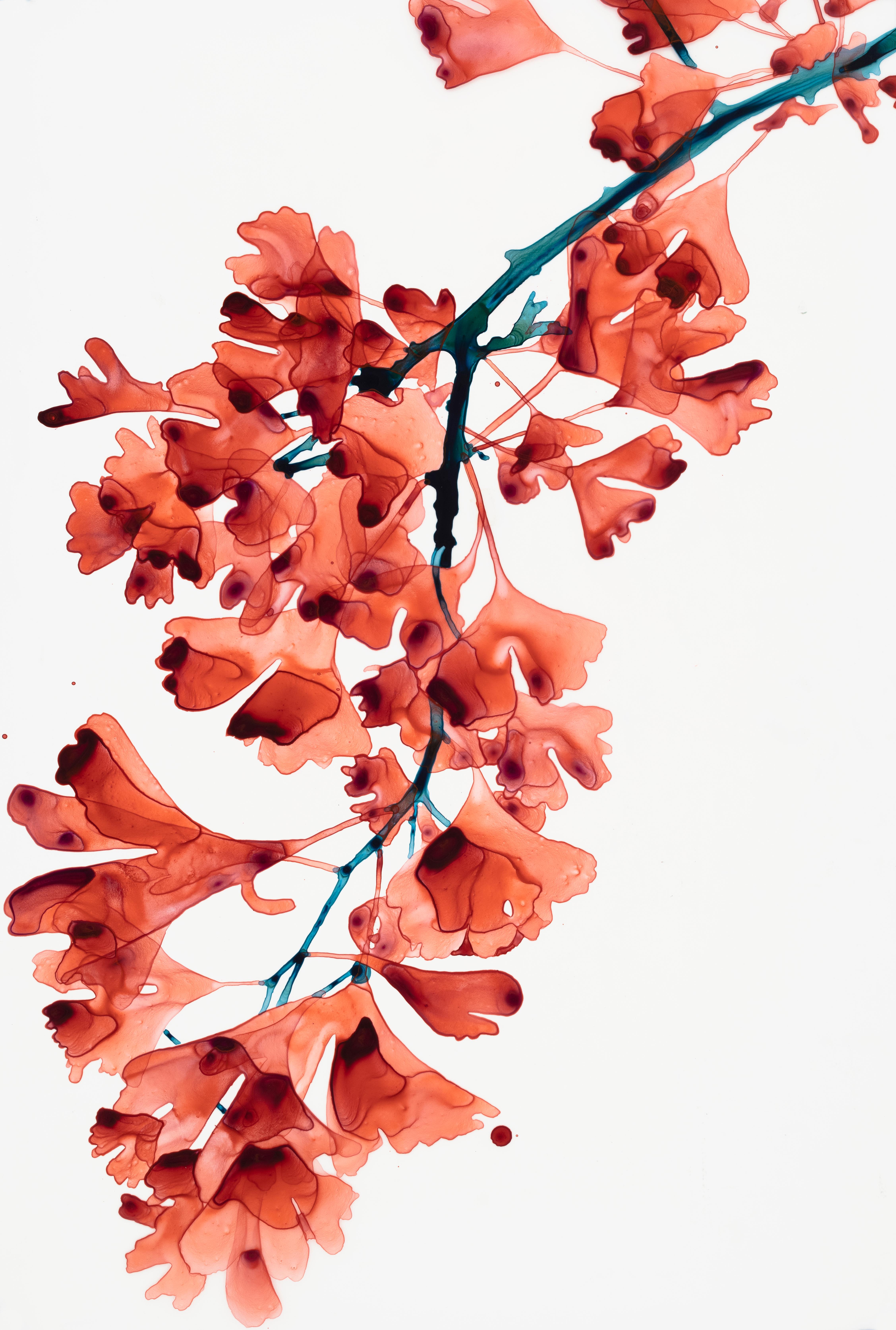 Layers of foliage on a gingko tree with coral reddish orange leaves grace dark indigo branches on the pristine white background of this contemporary botanical painting on Mylar mounted on acrylic panel.

Framed in a solid white, wooden float frame.