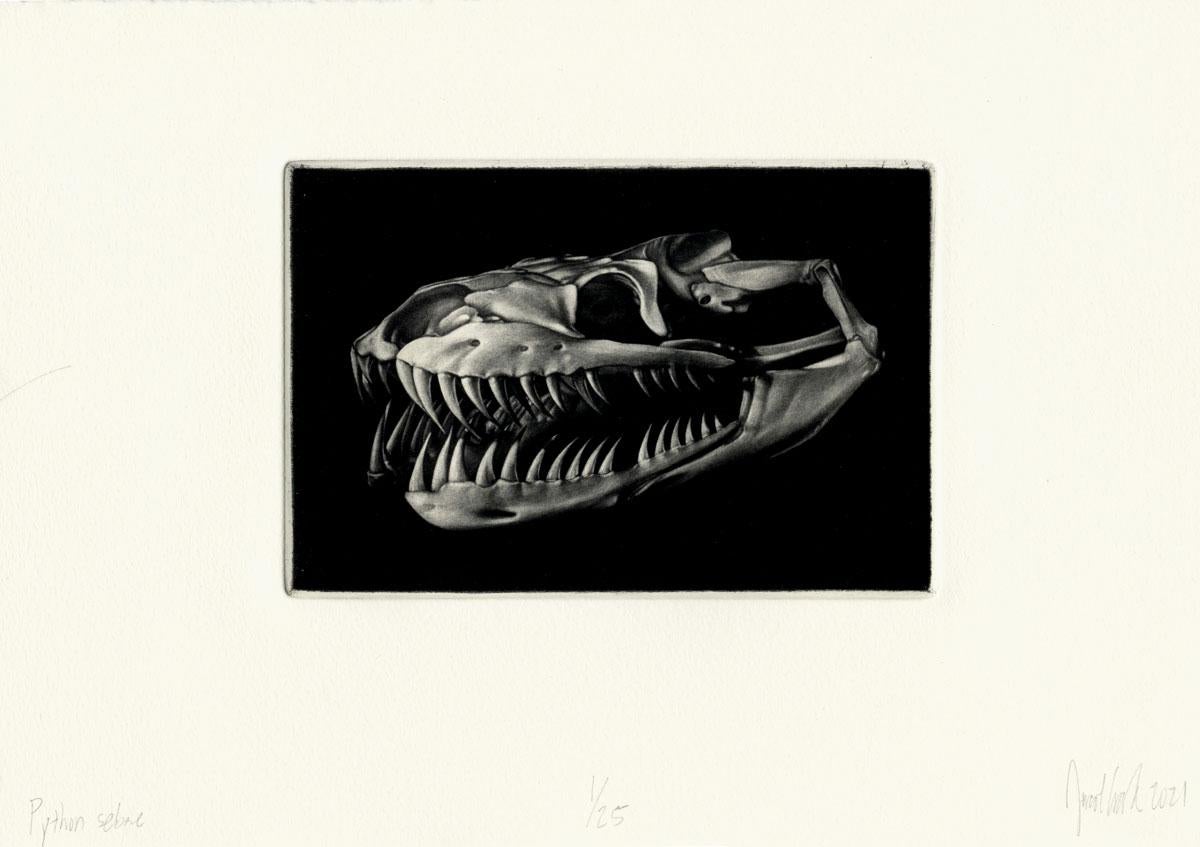 Python Sebae ( crâne de python de roche africain) - Print de Jacob Crook