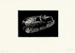 Python Sebae (African Rock Python Skull)