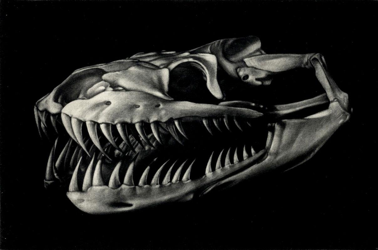 Python Sebae (African Rock Python Skull)