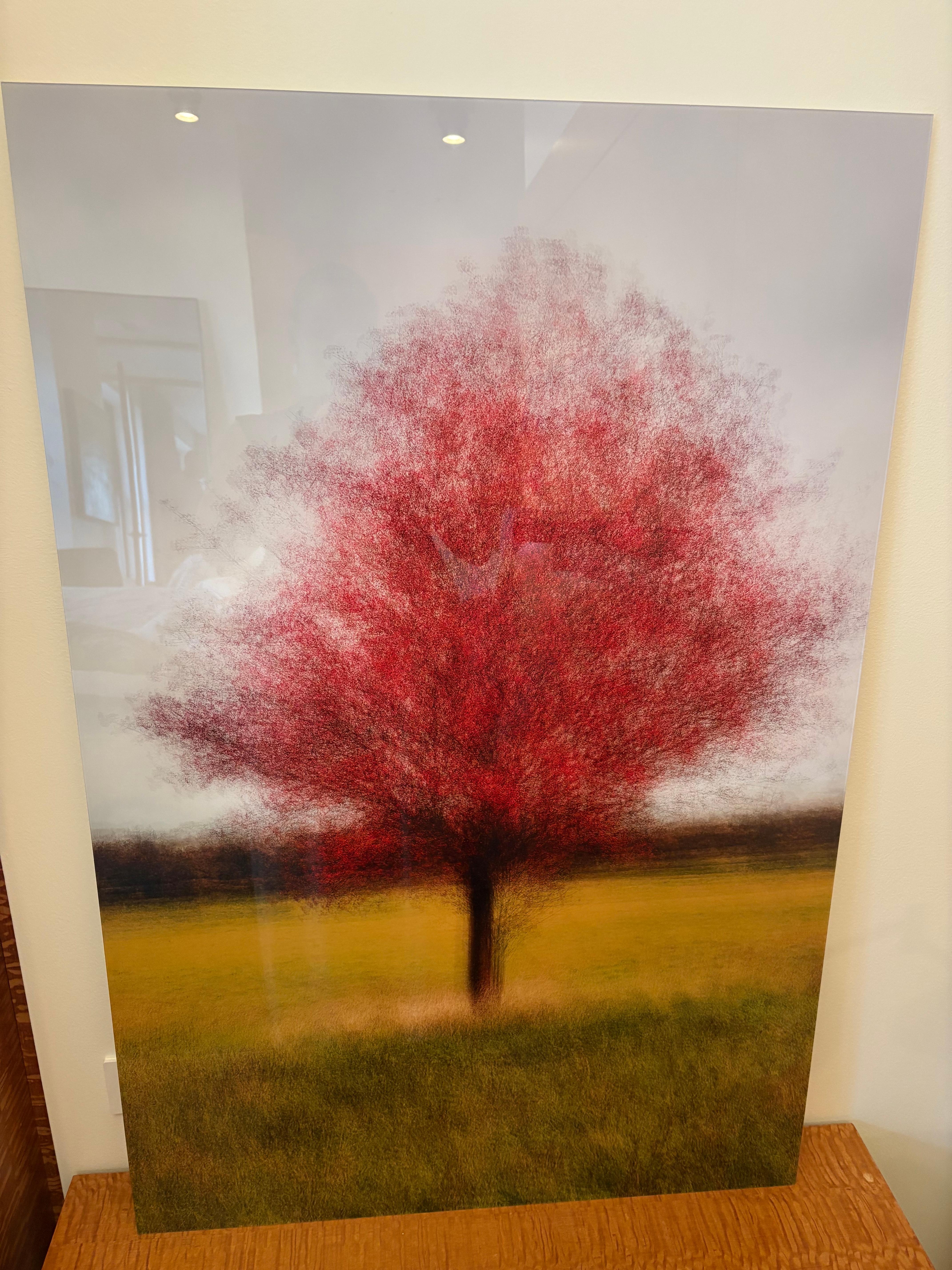 Borup #2 - Contemporary Landscape Photography - Tree - Brown Color Photograph by Jacob Gils