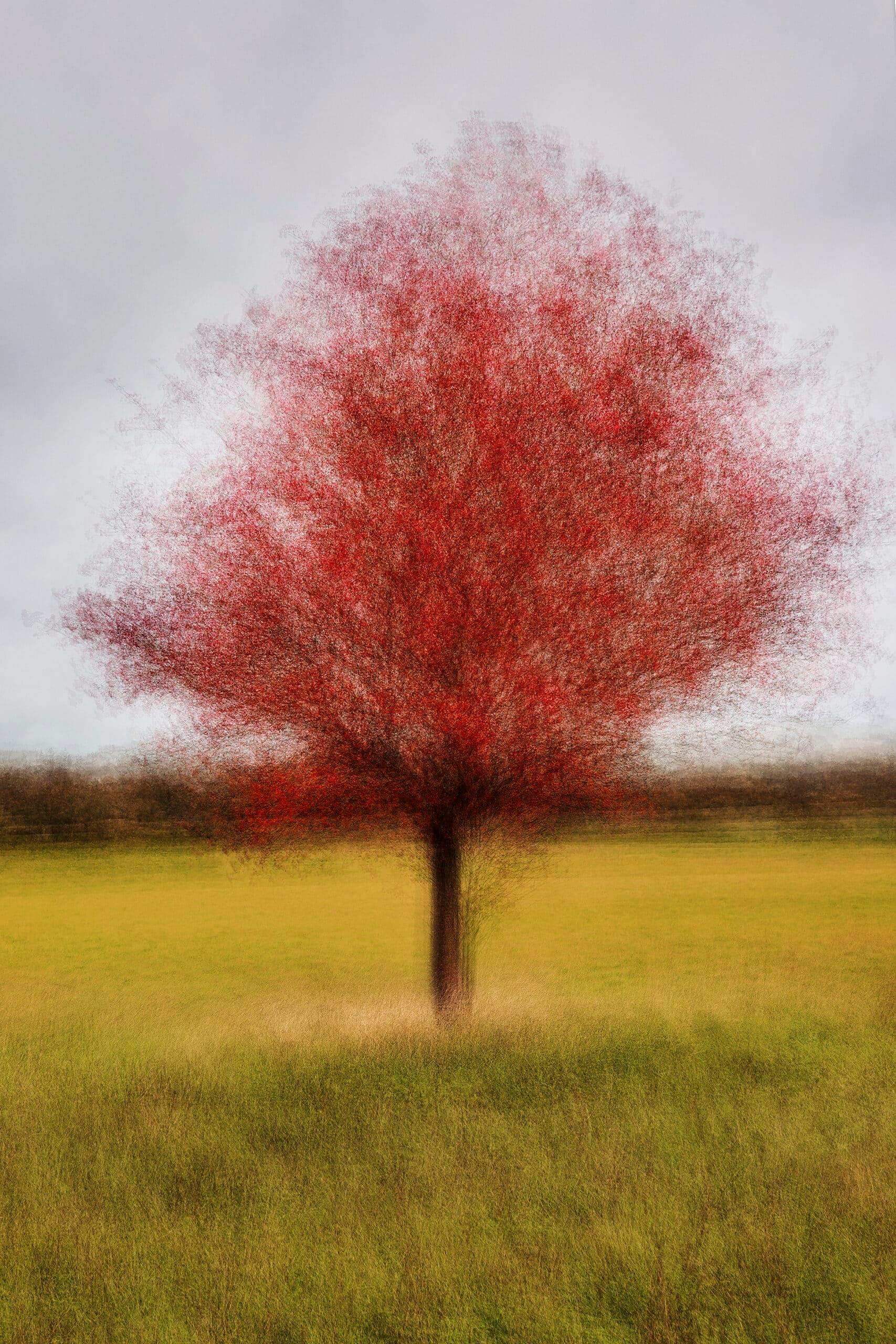 Color Photograph de Jacob Gils - Borup #2 - Fotografía contemporánea de paisajes - Árbol