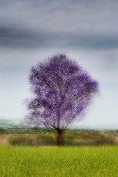 Cali #10 von Jacob Gils - Zeitgenössische Landschaftsfotografie - Bäume