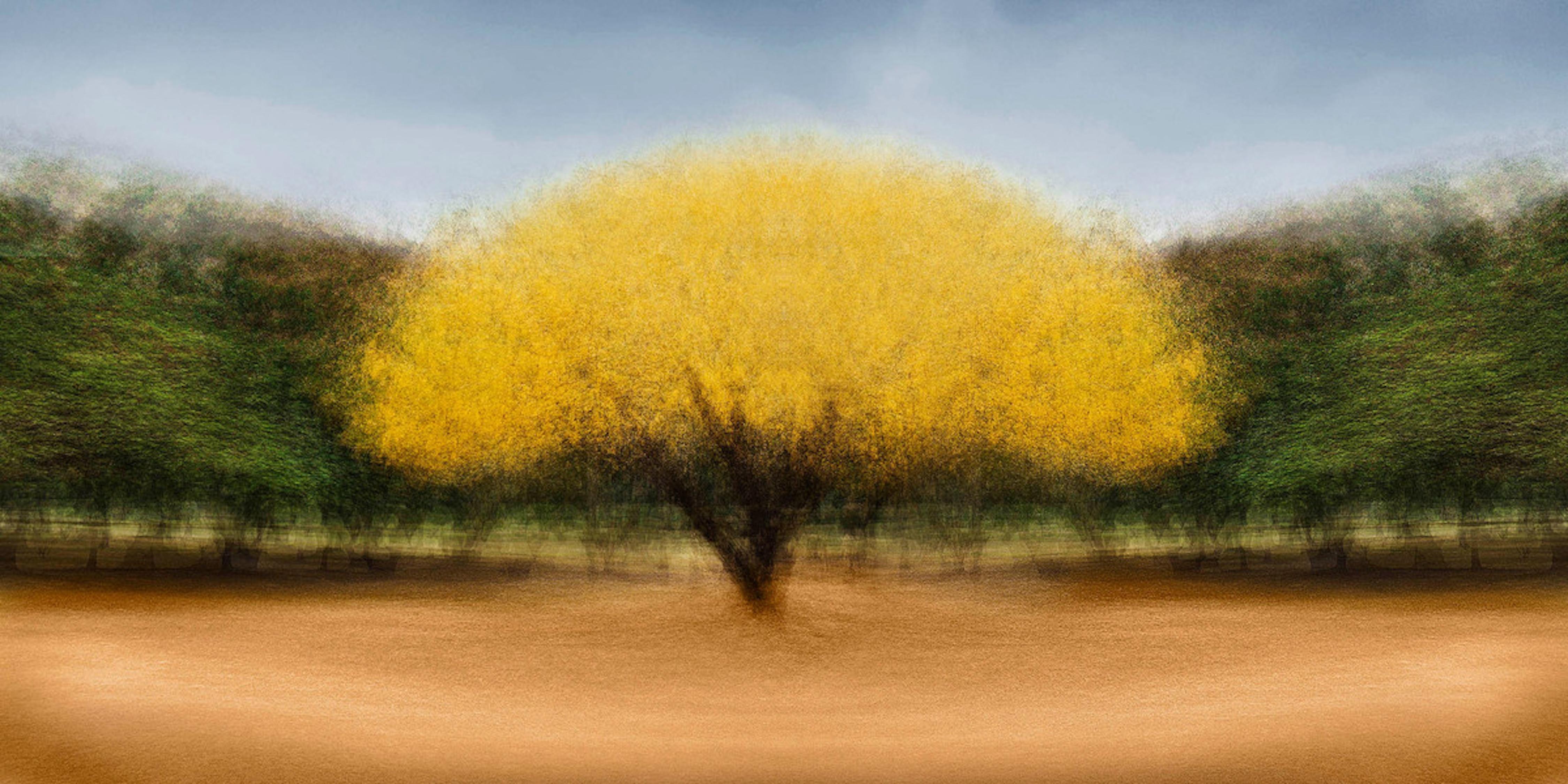 Cali #16 by Jacob Gils - Contemporary Nature Photography - Trees