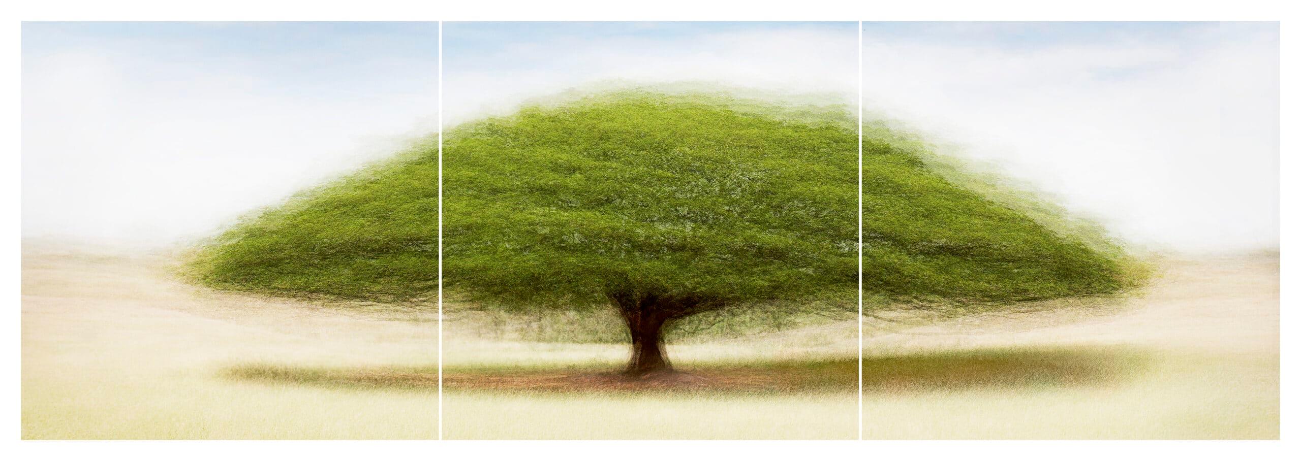 Cali #8 Triptychon von Jacob Gils - Zeitgenössische Landschaftsfotografie