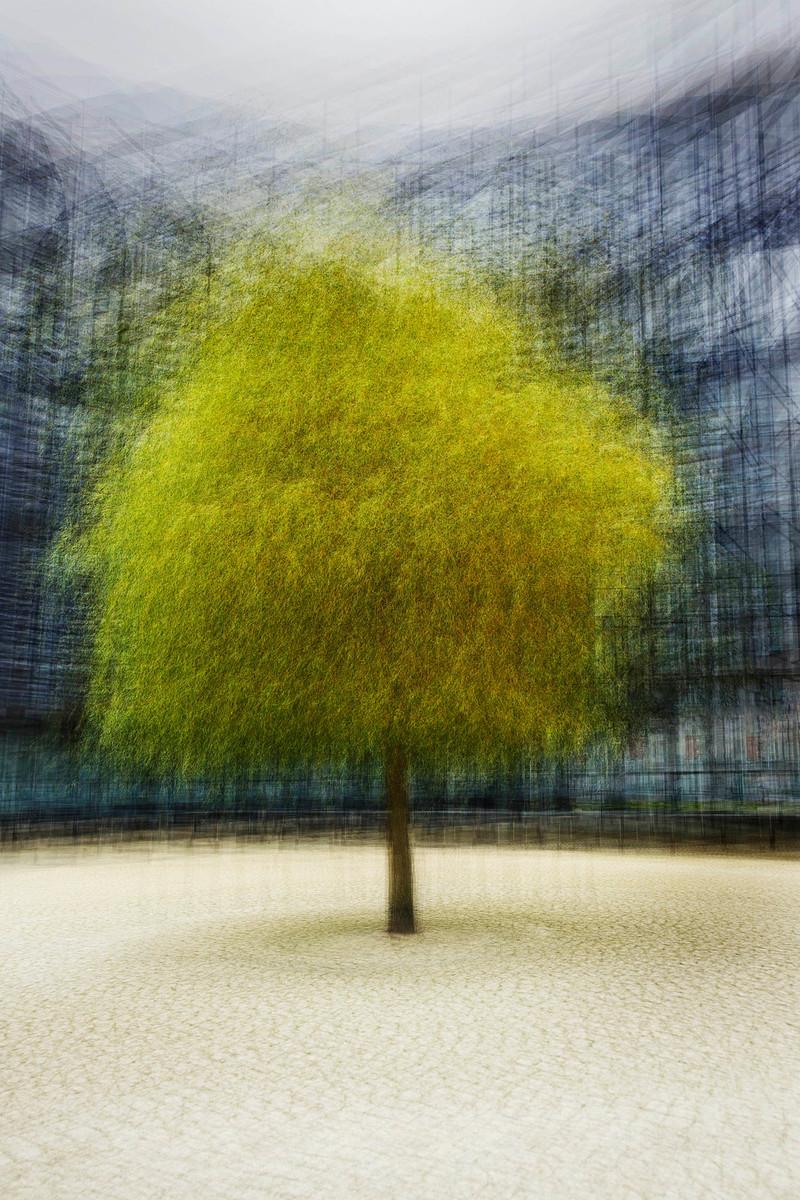 Kopenhagen #21 von Jacob Gils - Zeitgenössische Landschaftsfotografie - Bäume