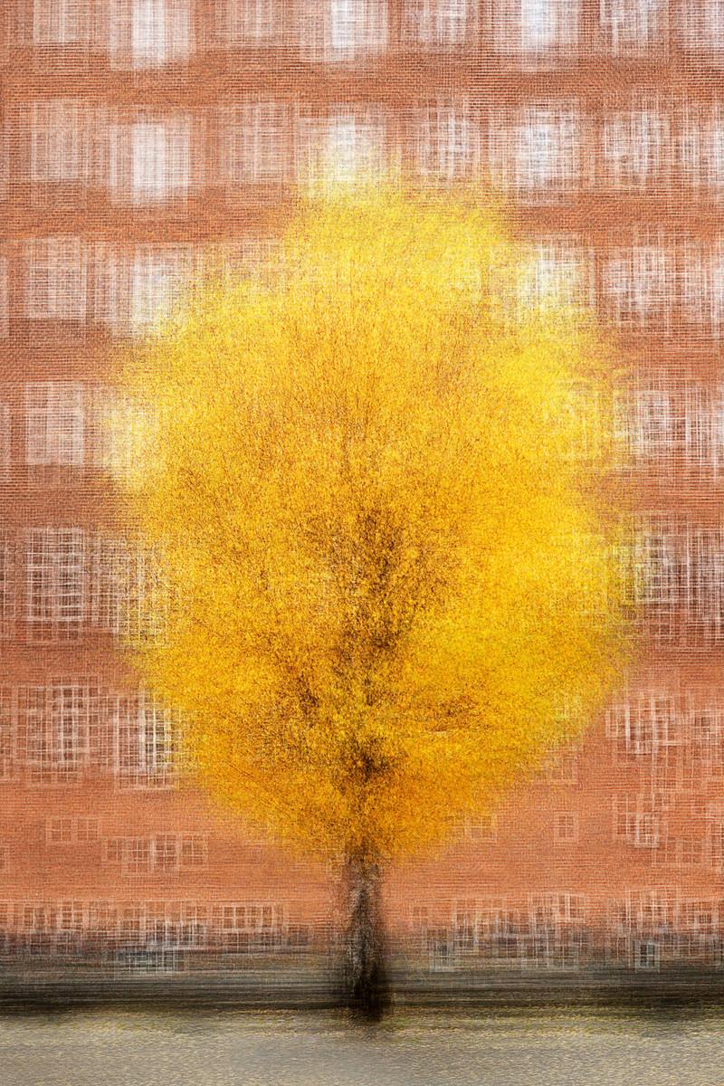 Kopenhagen #22 von Jacob Gils - Zeitgenössische Stadtbildfotografie - Bäume