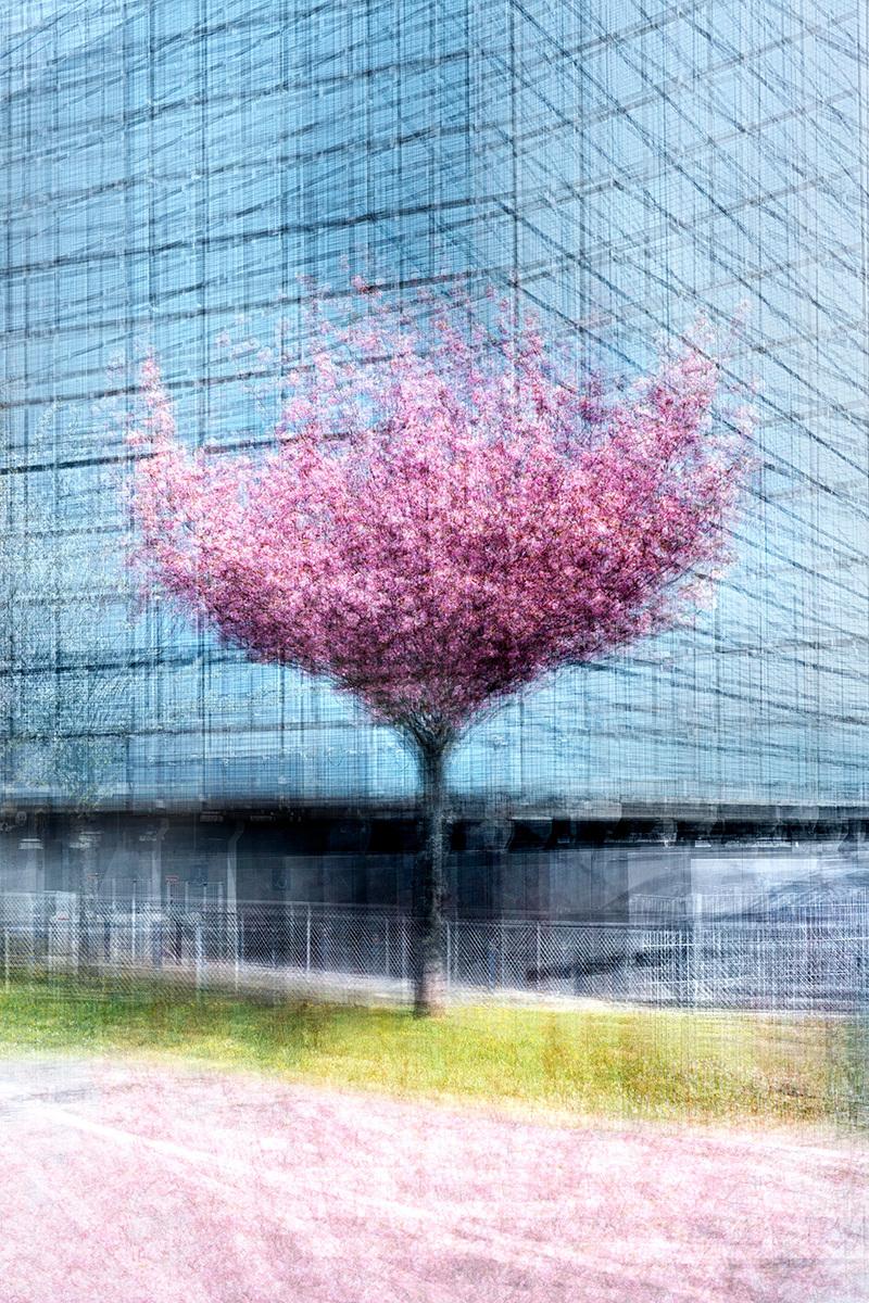 Copenhague #26 par Jacob Gils - Photographie de paysages contemporains - Arbres