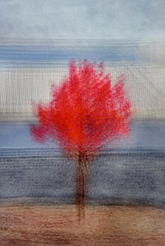 Dogwood #1 by Jacob Gils - Tree - Multiple Exposure Photography