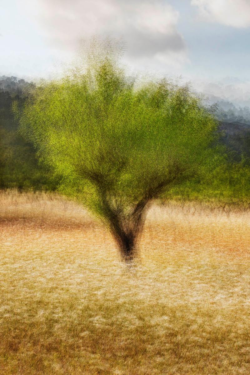 Es Capdella #4 by Jacob Gils - Contemporary Landscape Photography - Trees