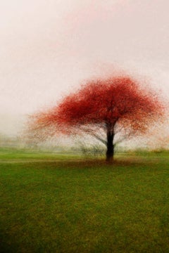 Frederiksdal #1 by Jacob Gils - Contemporary Landscape Photography - Trees