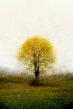 Frederiksdal #2 by Jacob Gils - Contemporary Landscape Photography - Trees
