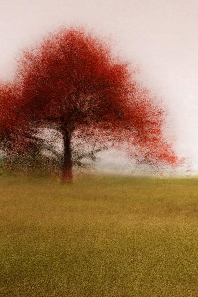 Frederiksdal #6 by Jacob Gils - Contemporary Landscape Photography - Trees