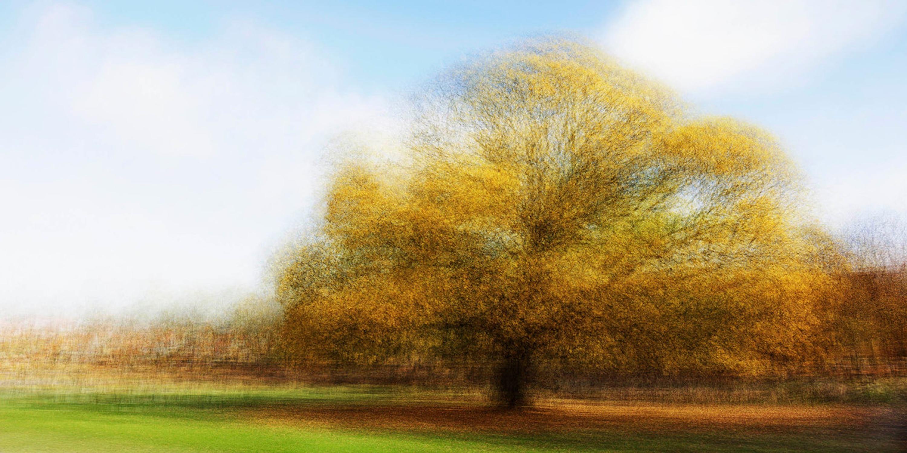 Hoersholm #1 by Jacob Gils - Contemporary Landscape Photography - Trees