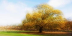 Hoersholm #1 by Jacob Gils - Contemporary Landscape Photography - Trees