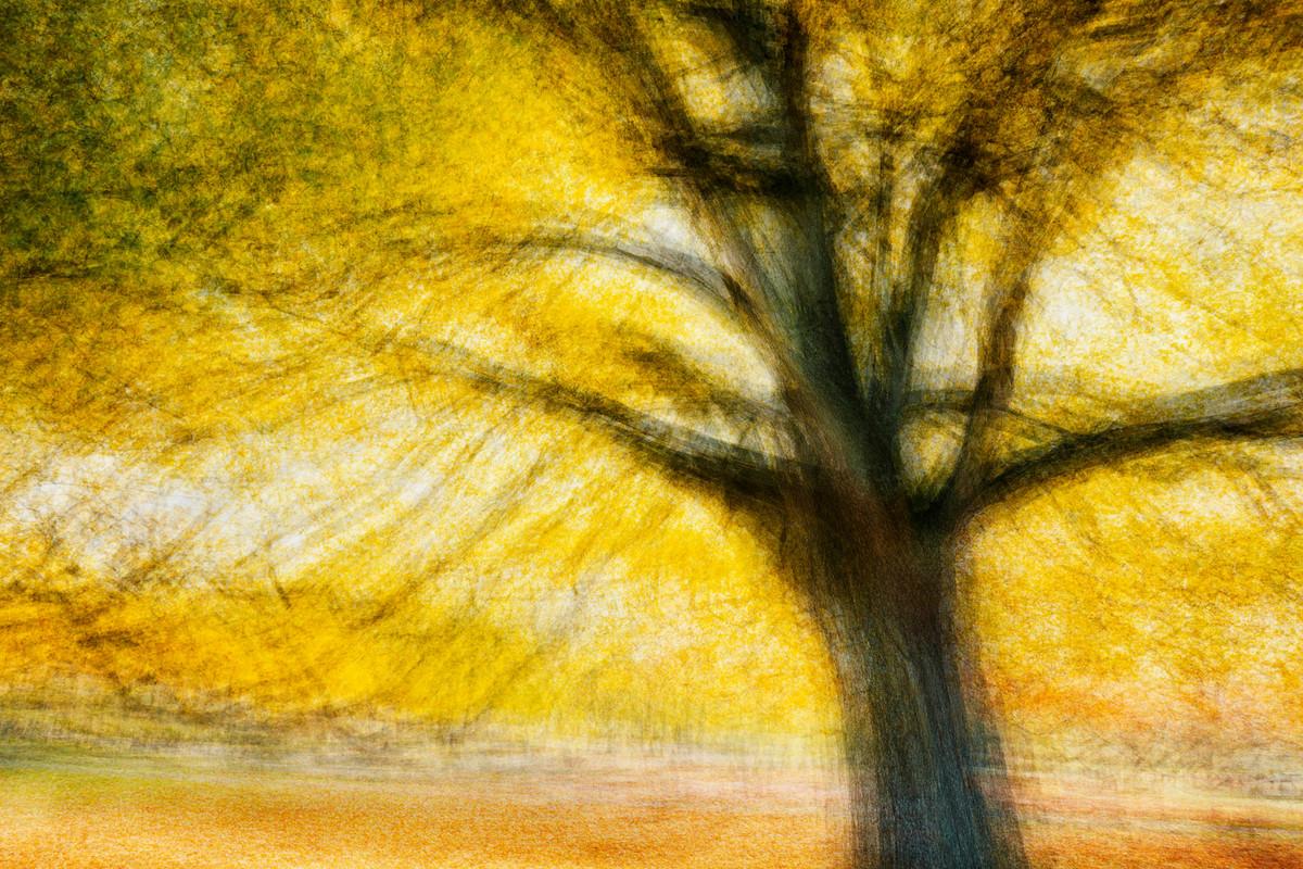 Hoersholm #2 by Jacob Gils - Contemporary Landscape Photography - Trees