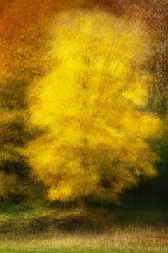 Hoersholm #4 by Jacob Gils - Contemporary Landscape Photography - Trees