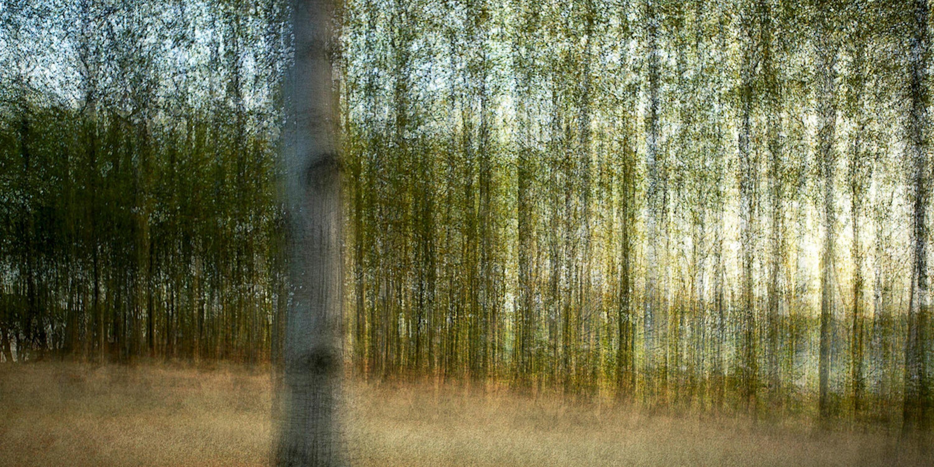 Holte #2 by Jacob Gils - Contemporary Landscape Photography - Trees