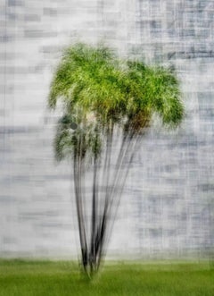 Miami n.º 1, de Jacob Gils - Palmera - Fotografía de exposición múltiple