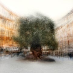 Palma #2 by Jacob Gils - Contemporary Nature Photography - Olive Tree