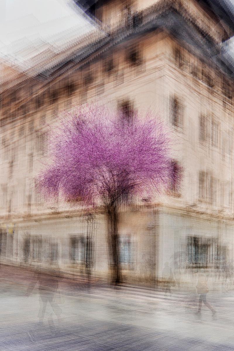 Palma #5 (Palma de Mallorca, 2022)

Beautiful picture of Jacaranda tree captured in OldTown of Palma.

Size: 43 x 28 inches / Edition of 6
Size: 70  x 47 inches / Edition of 3
Size: 88 x 59 inches / Edition of 5

Palma #5 is from the Artist's