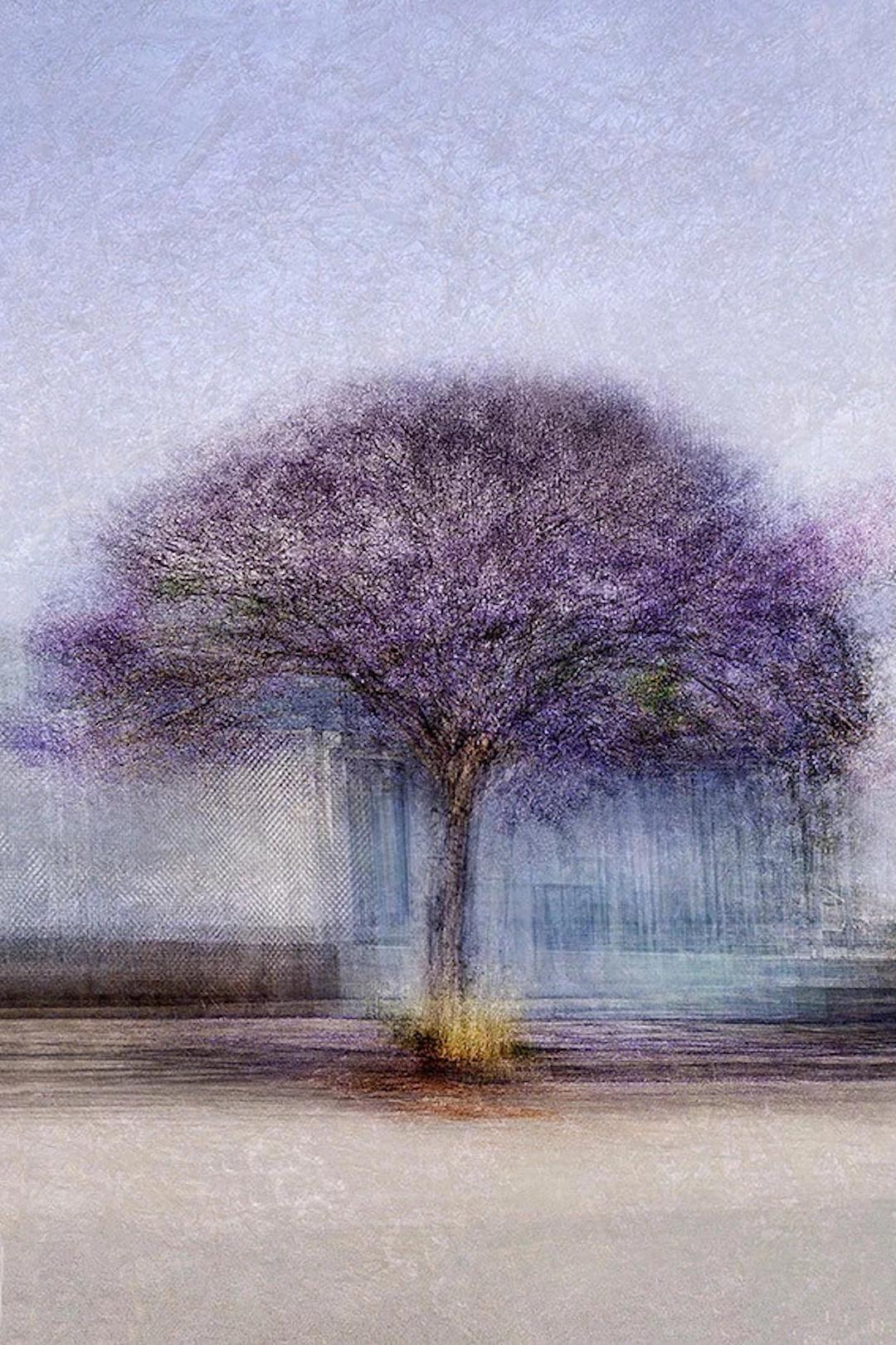 Palma #8 by Jacob Gils - Contemporary Landscape Photography - Tree