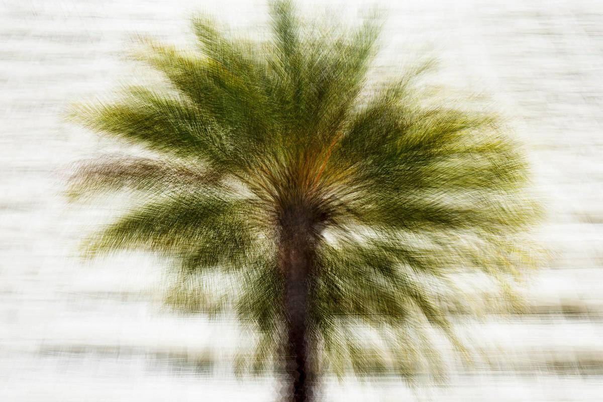 Santa Monica #2
2017

Edition of 6 + 2 AP: 28.7 × 43.3 in  73 × 110 cm

For available sizes and pricing details, please contact the gallery.

This contemporary fine art photograph by Jacob Gils captures a solitary palm tree rendered through layered