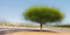Santa Ponca #1 by Jacob Gils - Contemporary Landscape Photography - Tree