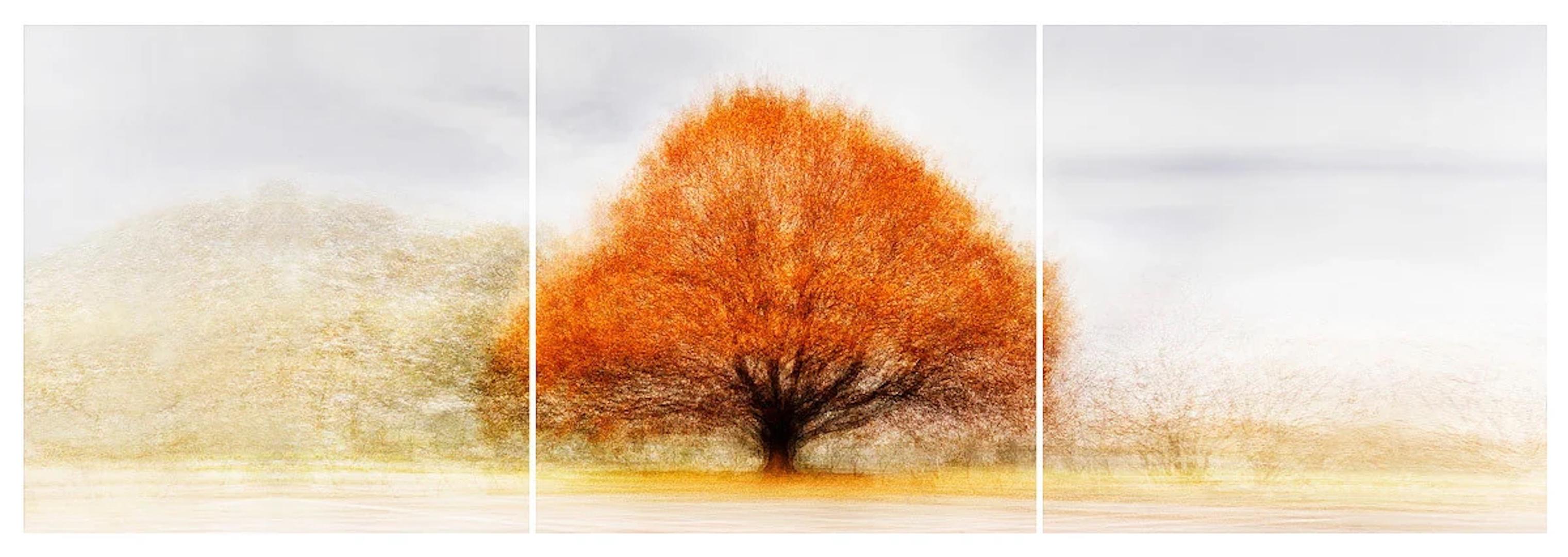 Sophienholm #1 Triptych by Jacob Gils - Contemporary Nature Photography - Trees