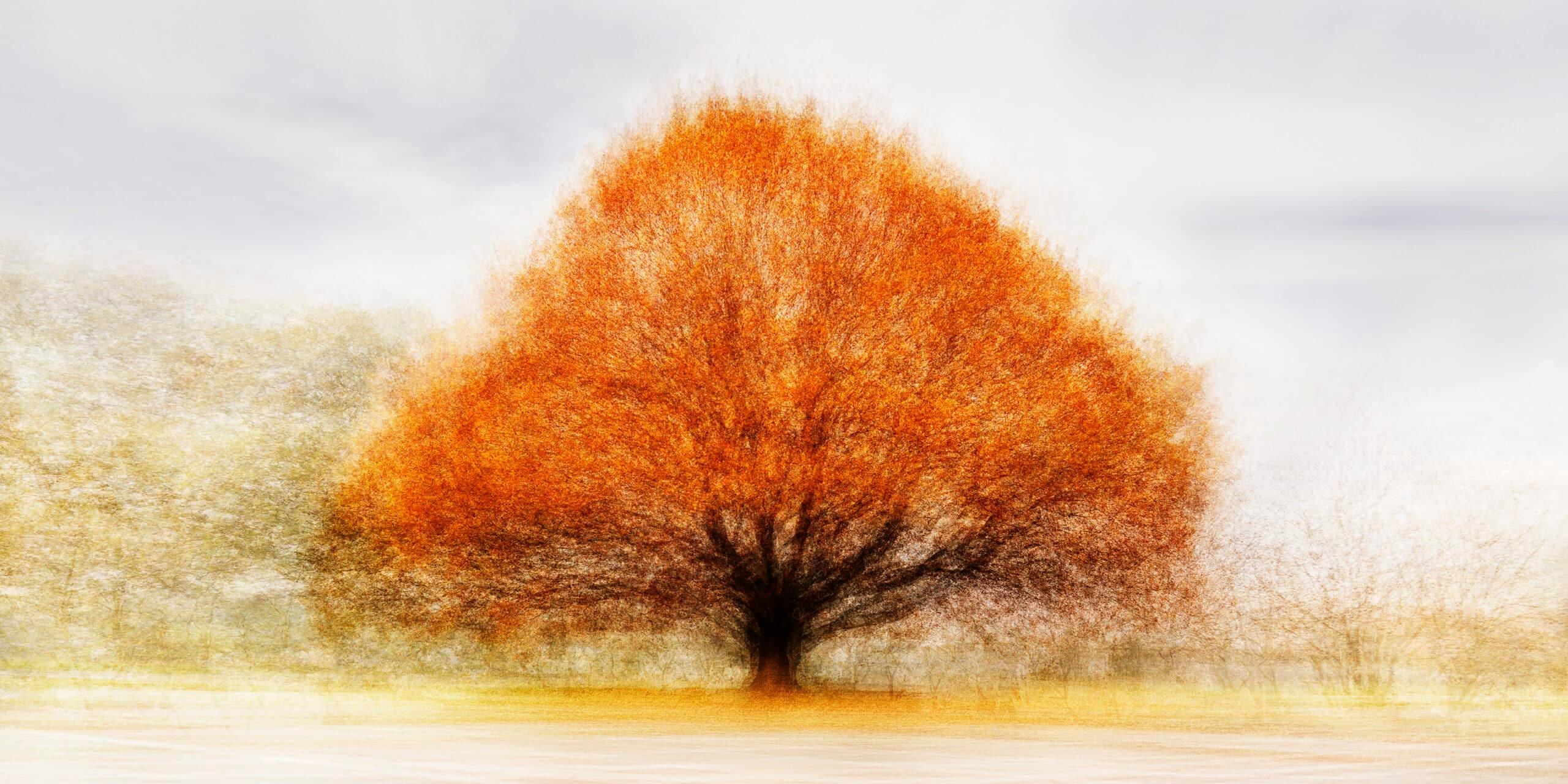 Color Photograph de Jacob Gils - Sophienholm #1 - Fotografía contemporánea de paisajes - Árbol