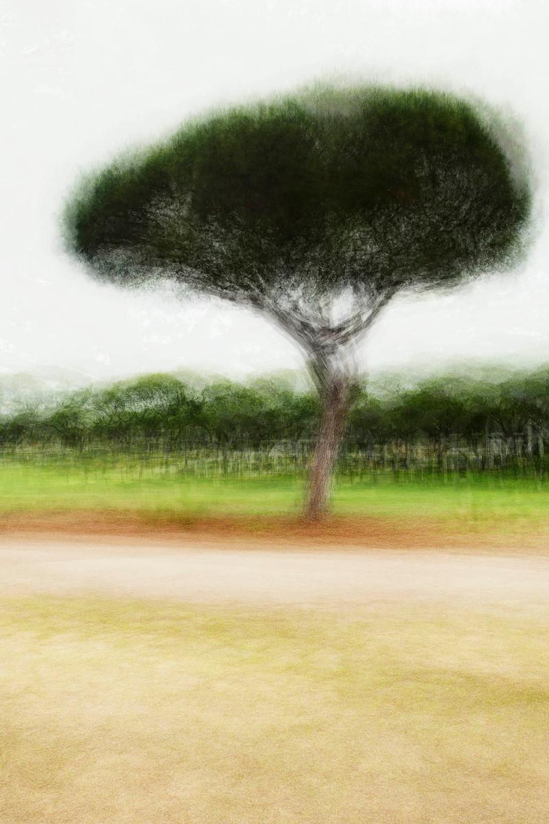 Vilamoura #1
2012

180 x 120 cm (70,9" x 47,2")  Auflage von 5

Für weitere Größen und Preisangaben wenden Sie sich bitte an die Galerie.

Diese zeitgenössische Kunstfotografie von Jacob Gils zeigt eine einsame Schirmkiefer in einer ruhigen