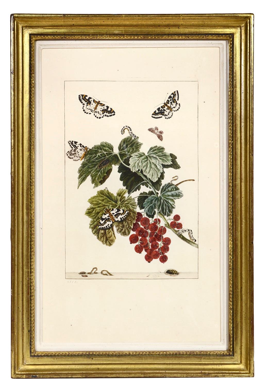 Group of Six Insects    - Print by Jacob L'Admiral