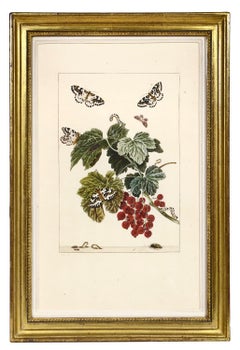 Group of Six Insects