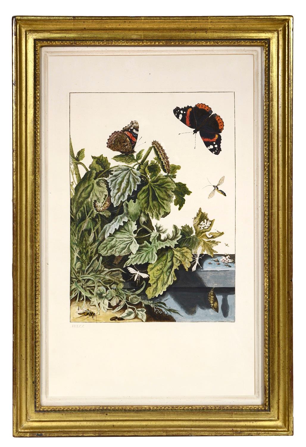 Groupe de six insectes.    - Print de Jacob L'Admiral