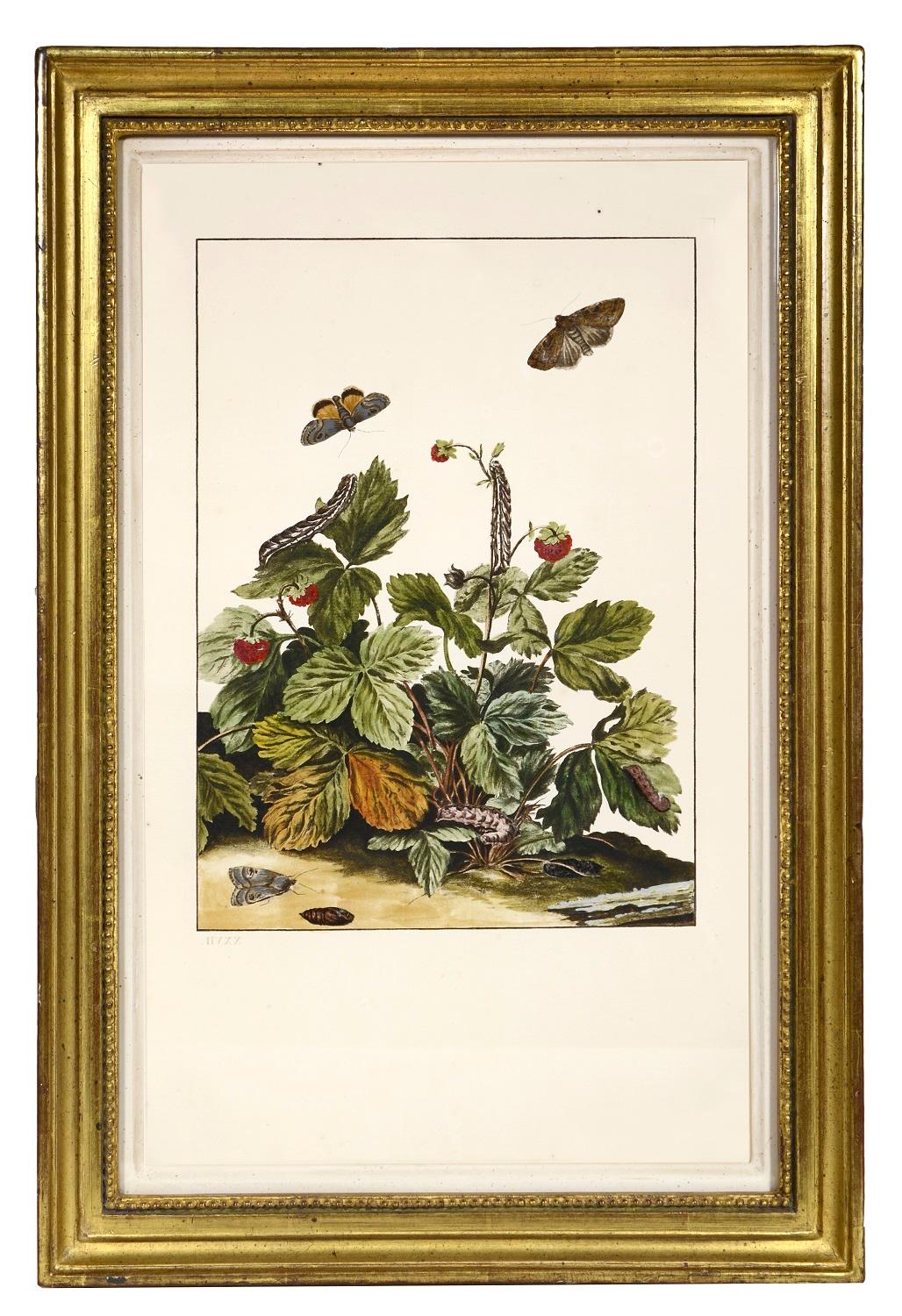 Groupe de six insectes.    - Naturalisme Print par Jacob L'Admiral