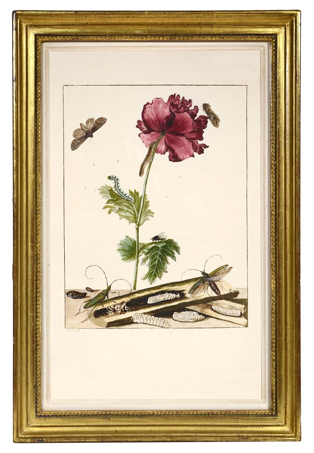 Group of Six Insects    - Naturalistic Print by Jacob L'Admiral