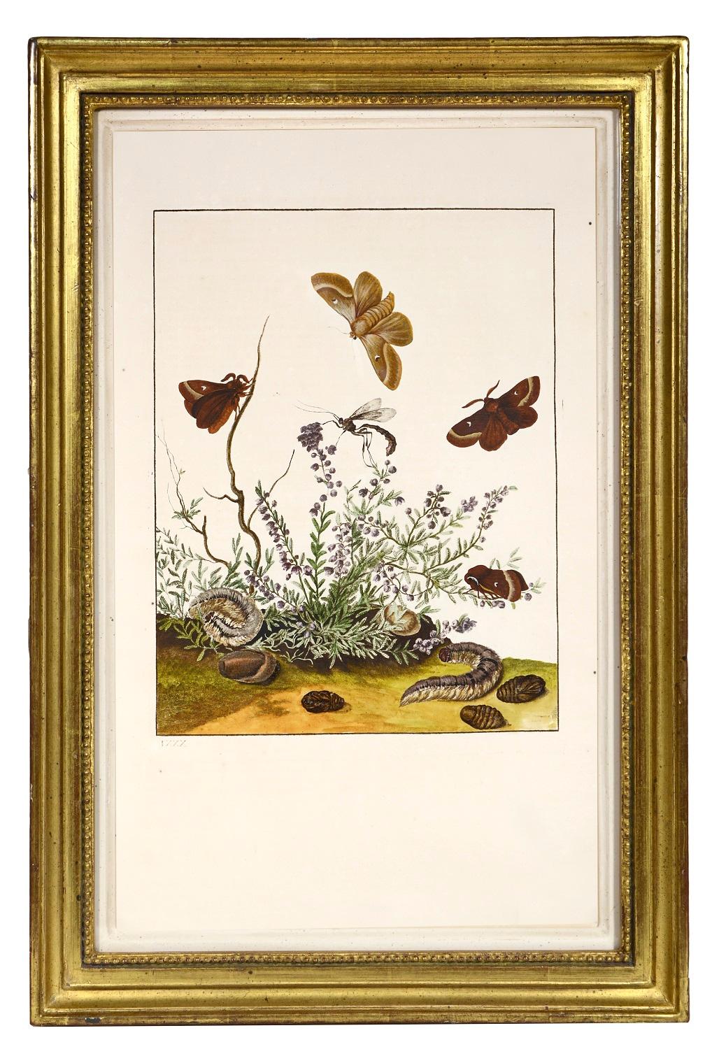 Groupe de six insectes.    - Beige Animal Print par Jacob L'Admiral