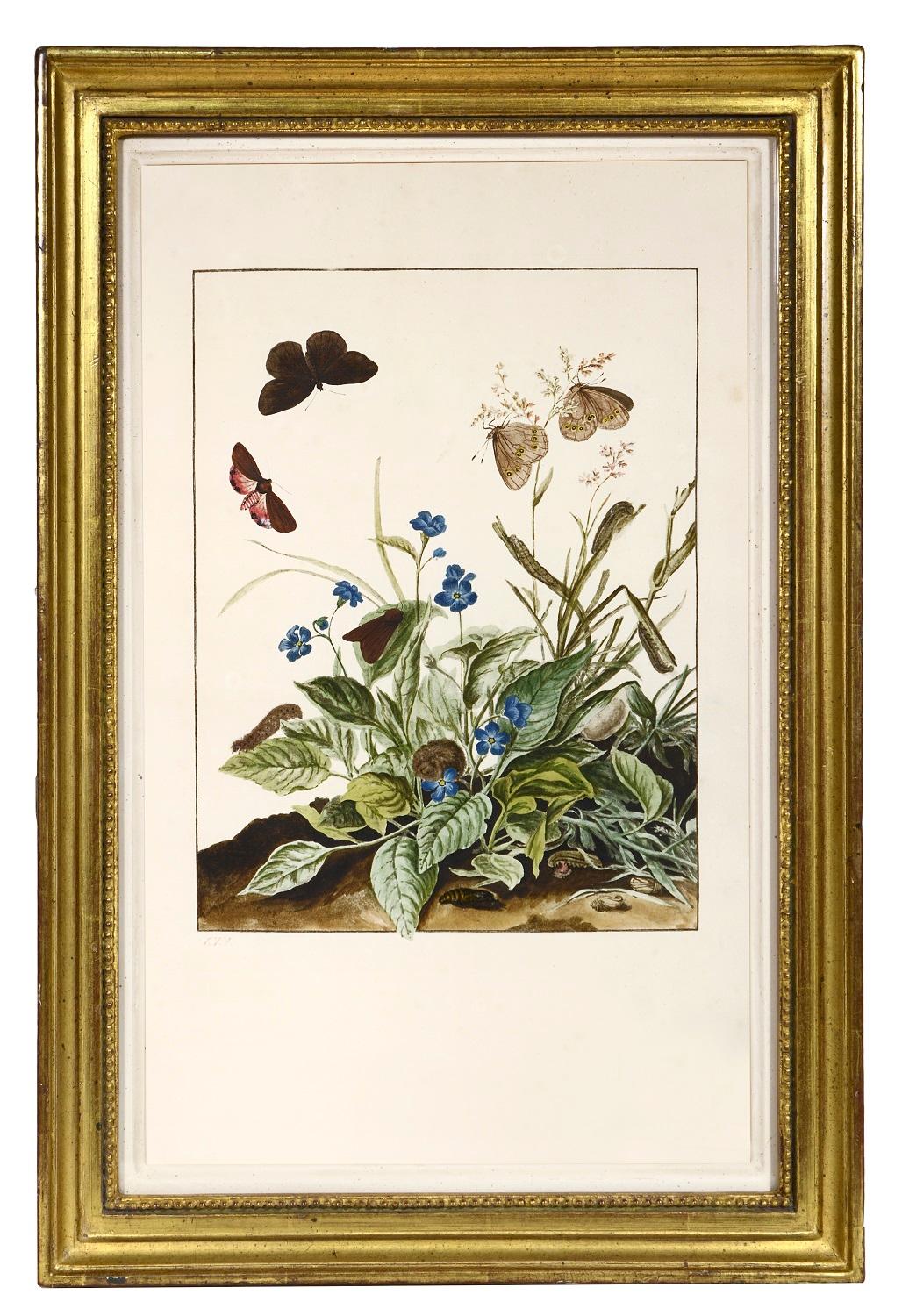 L'ADMIRAL, Jacob.
Groupe de six insectes.   
[Amsterdam, Johannes Sluyter, 1774].

Groupe de six gravures sur cuivre aux belles couleurs d'origine, montrant la métamorphose de papillons, de mites et d'autres insectes volants.

De magnifiques