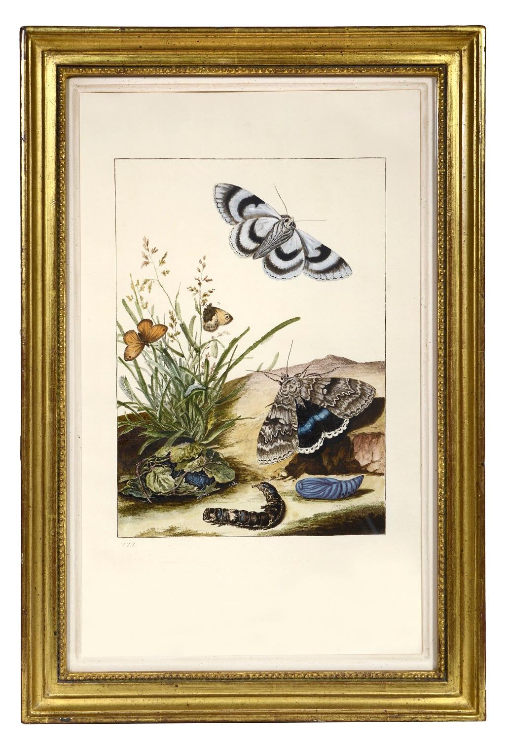 Group of Six Insects.    - Beige Animal Print by Jacob L'Admiral